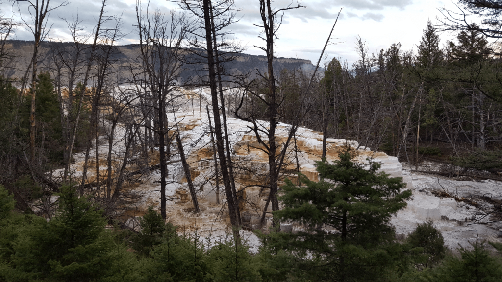 hot springs deposits encroaching into forest
