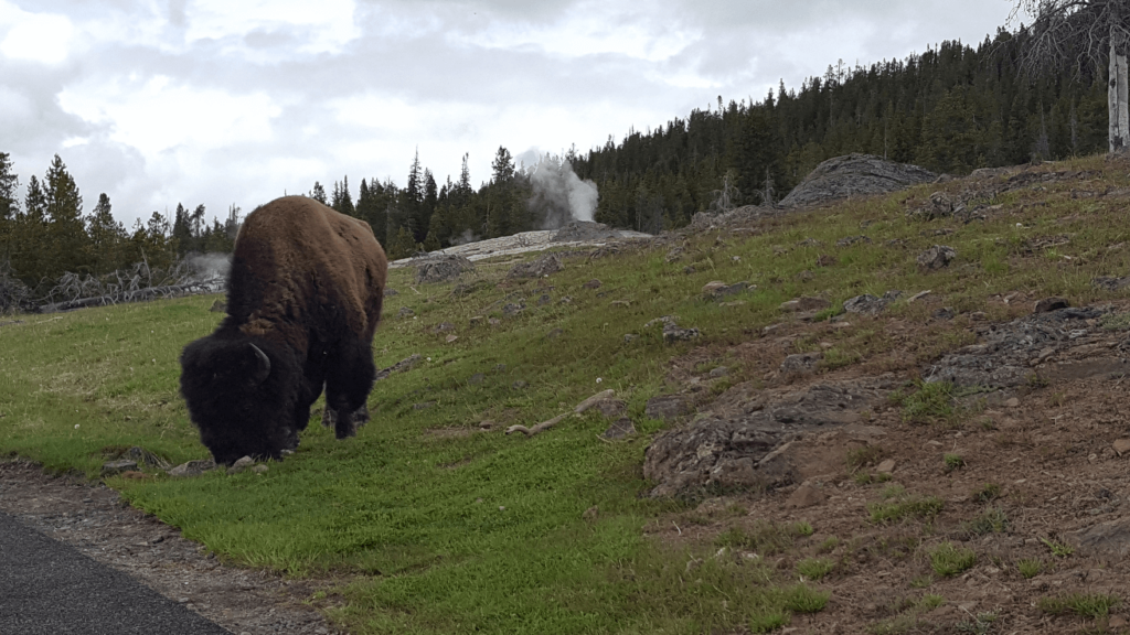Buffalo with hot springs behind