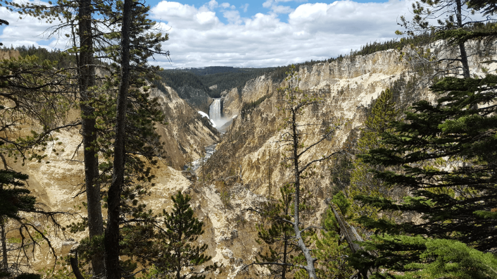 yellowstone falls framed by pine trees