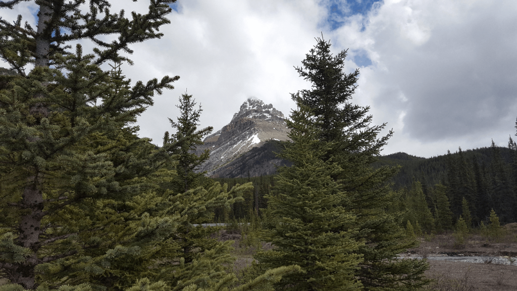 view of pointy mountain through trees