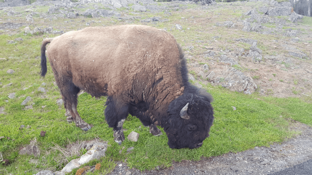 buffalo grazing