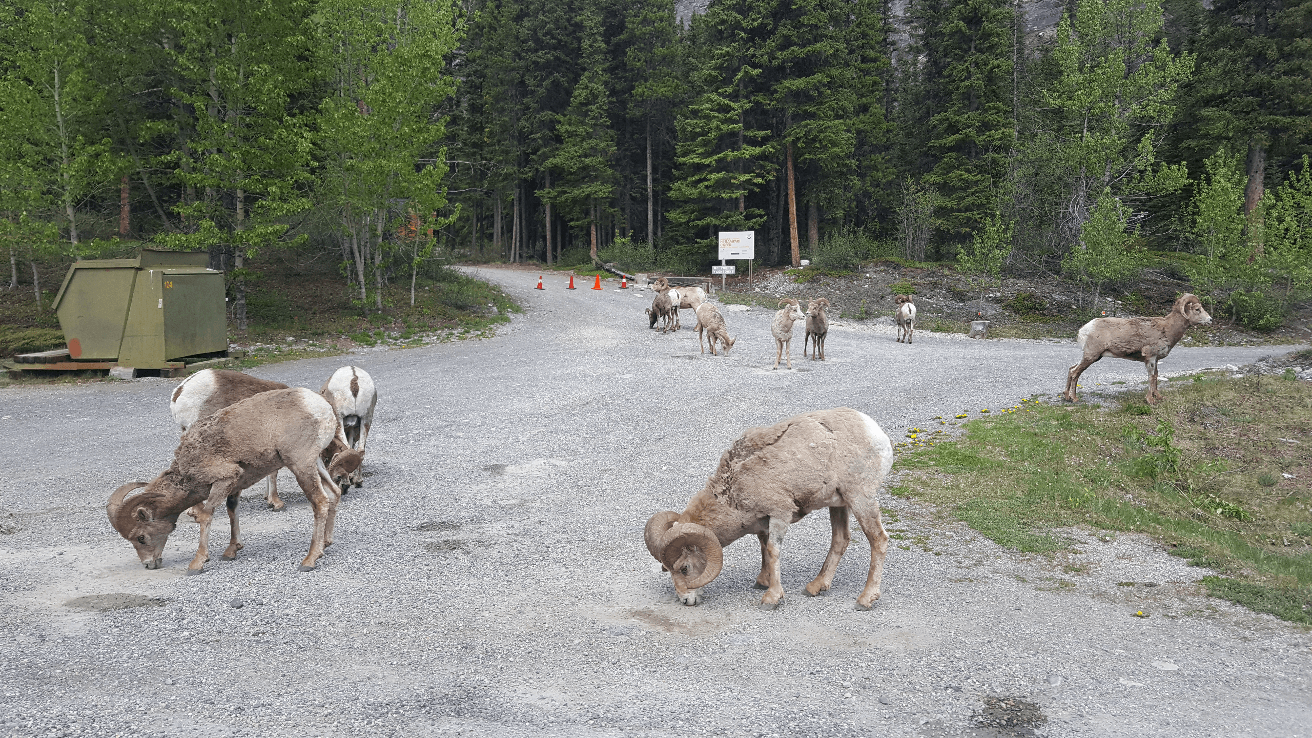 bighorn sheep on the side of the road with a forest in the background