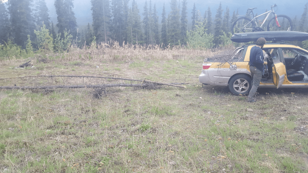 baja pulling a pine tree