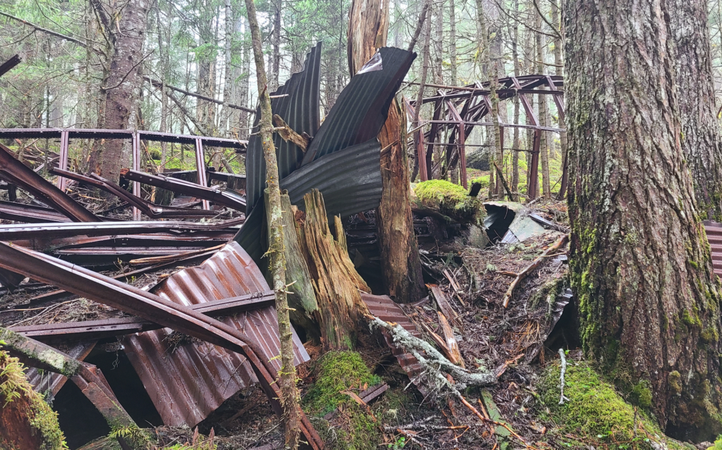 Corrugated metal and metal i-beams in a forest