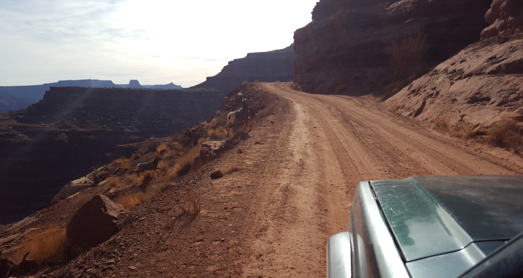 desert bighorn sheep crossing road in front of jeep