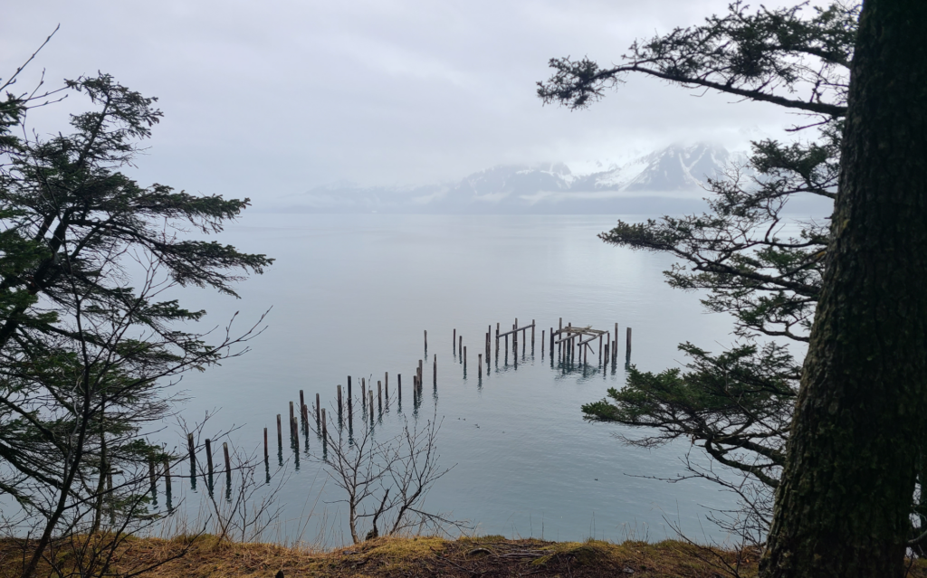 wooden dock piles in the ocean