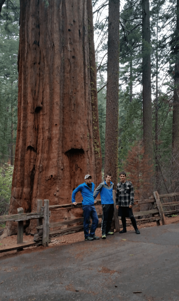 mike, robert, and joseph in front of a massive sequoia tree