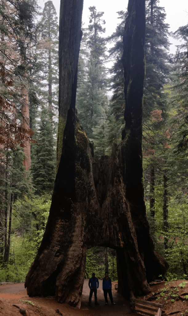 mike and joseph under a sequoia tree that has been burnt out