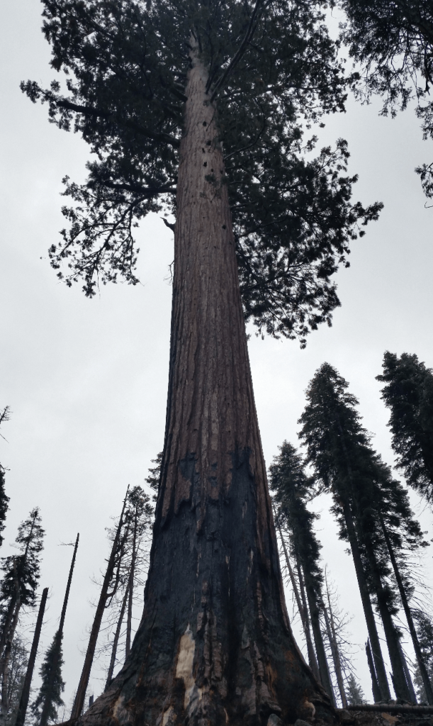 unbelievably massive sequoia tree towering overhead