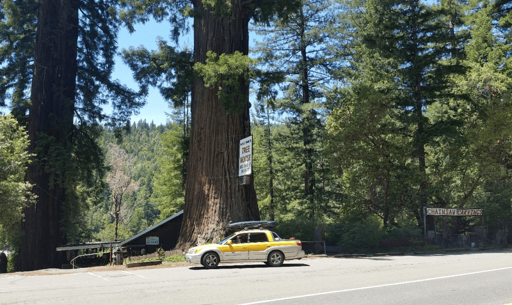 subaru baja in front of an enormous redwood tree