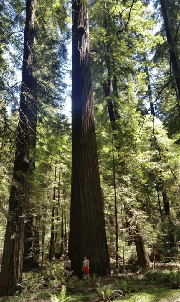mike and joseph shirtless in a redwood forest