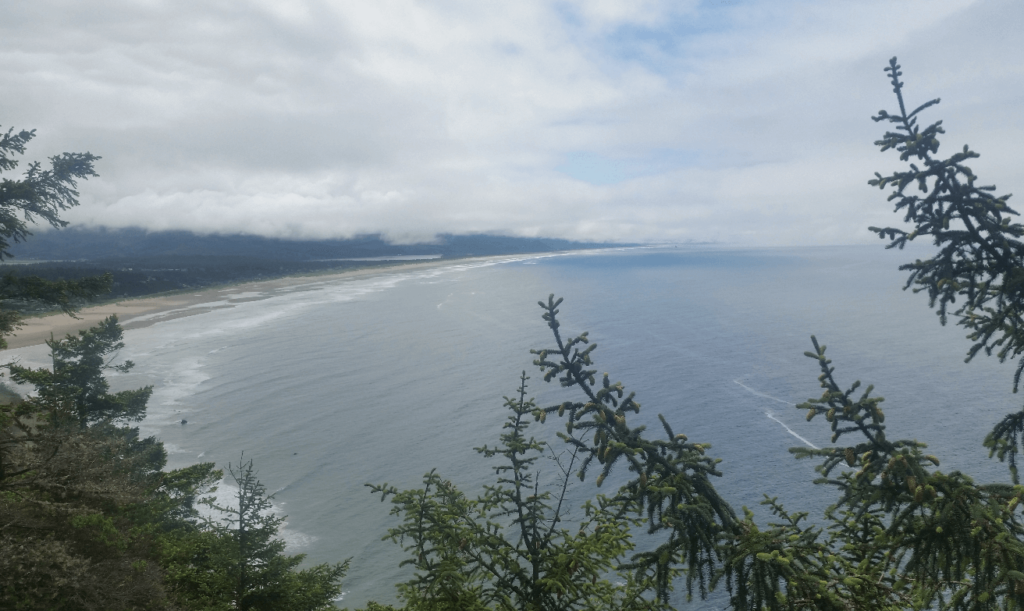 view out over the oregon coast - pine trees and the wide open ocean